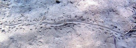 Lizard Tracks