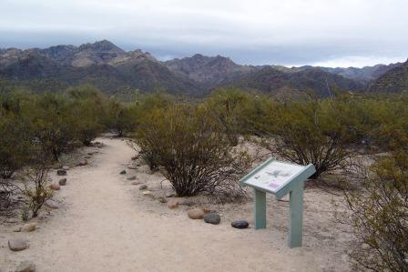 Sabino Canyon Trail