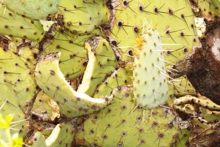 Prickly Pear Snack