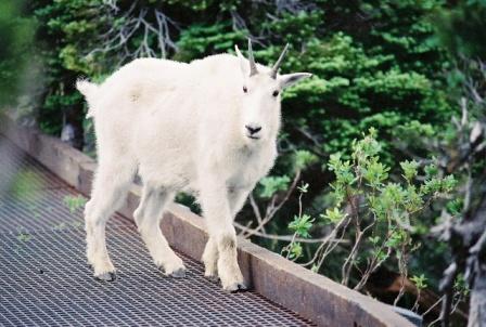 Letting a Mountain Goat Get Way To Close