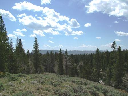 The Medicine Bow National Forest again!