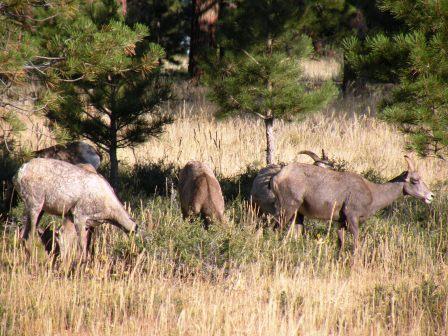 Bighorn Sheep at Flaming Gorge National Rec Area