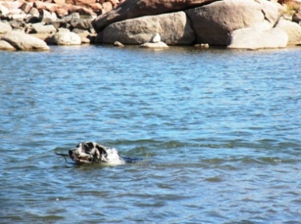 Buck swimming in Dowdy Lake