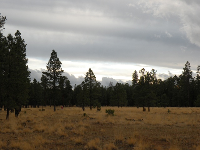 meadow for an RV Boondocking back yard