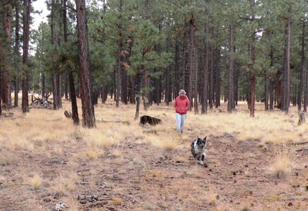 Dogs running in RV Boondocking Camp