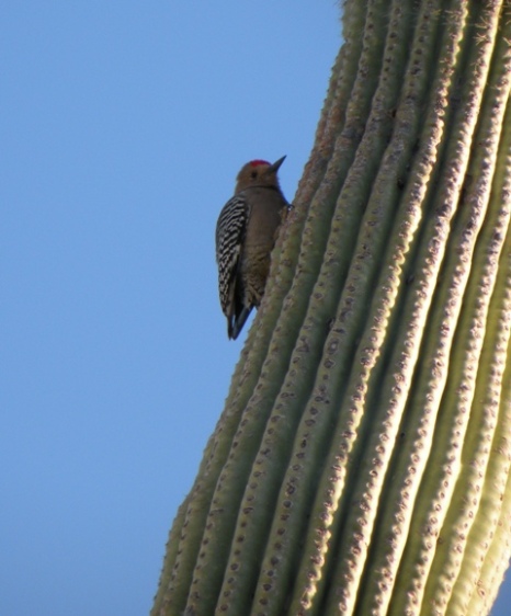 Gila Woodpecker