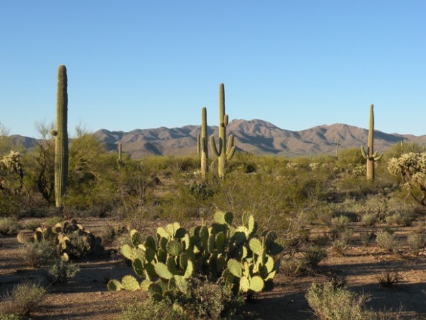 Desert Saguaros