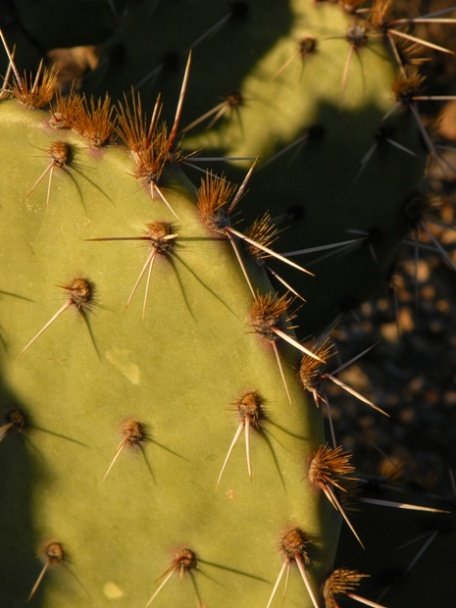 Prickly Pear Cactus