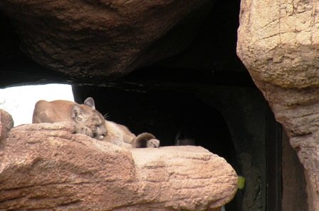 Arizona-Sonora Desert Cougar