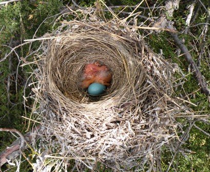 Robin chicks and egg