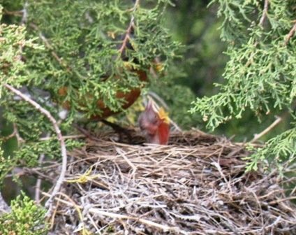 Robin Chicks in May