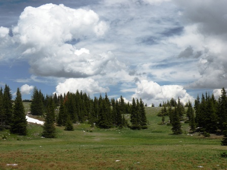 High Meadow in the Snowy Range of Wyoming