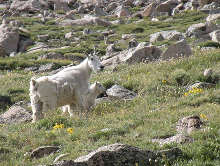 Rocky Mtn Goat and her Kid