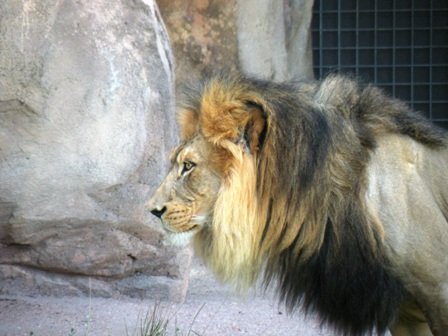 Lion at Denver Zoo