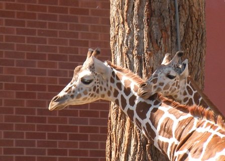 Giraffes at the Denver Zoo