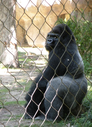 Gorilla behind the wire at the Denver Zoo