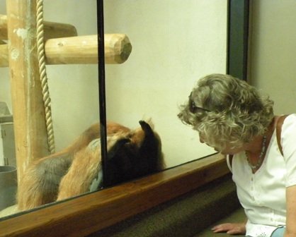 Heidi watching Orangatan watching her at Denver Zoo