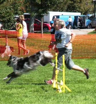 Running a Dog Agility Course