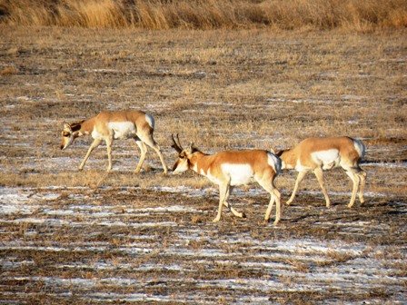 Antelope Buck in Nunn Colorado