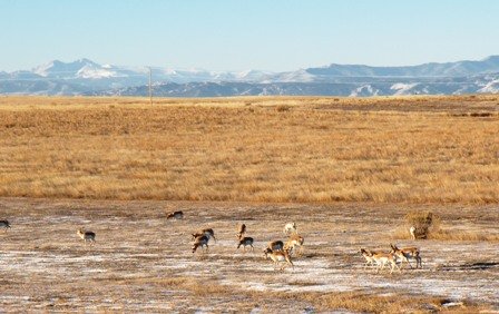 Antelope in Nunn Colorado