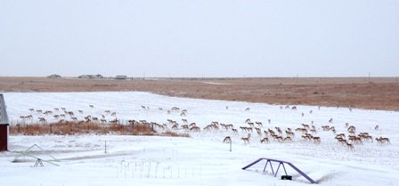 Nunn Antelope in one large herd