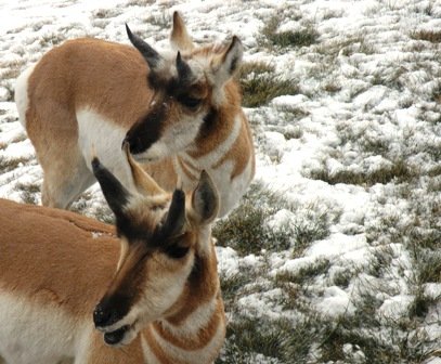 Antelope closeup portrait